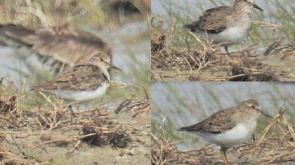 Sarıbacaklı kumkuşu