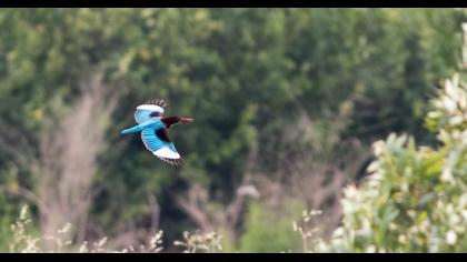 İzmir yalıçapkını