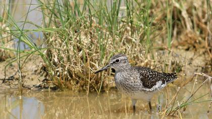 Orman düdükçünü
