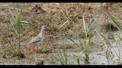 Terek düdükçünü