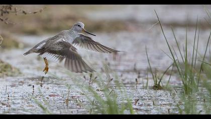 Terek düdükçünü