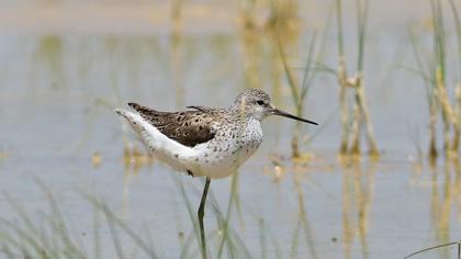 Bataklık düdükçünü