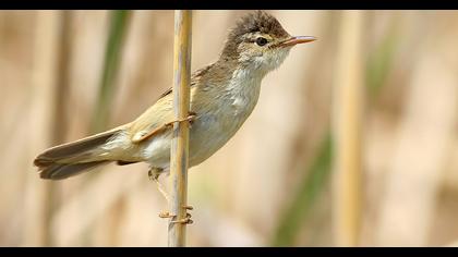 Büyük kamışçın