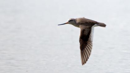 Terek düdükçünü