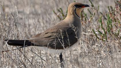 Bataklıkkırlangıcı