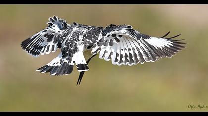 Alaca yalıçapkını