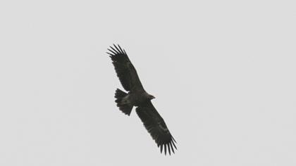 Küçük orman kartalı