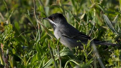 Karaboğazlı ötleğen