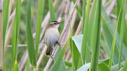 Bıyıklı kamışçın