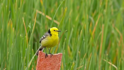 Sarıbaşlı kuyruksallayan