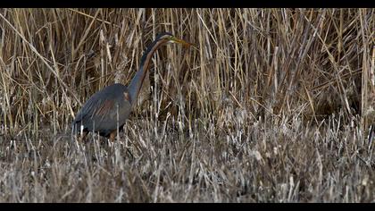 Erguvani balıkçıl