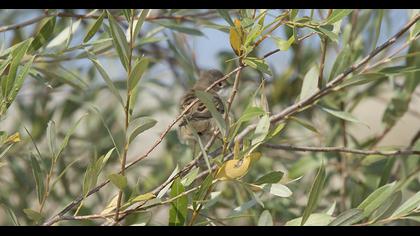 Akgerdanlı ötleğen