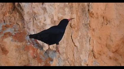 Kırmızıgagalı dağ kargası