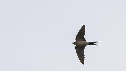 Kızıl kırlangıç