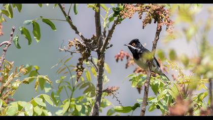 Rüppell`s Warbler