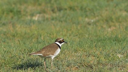 Halkalı küçük cılıbıt