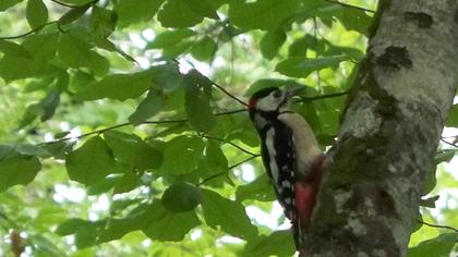 Orman alaca ağaçkakanı