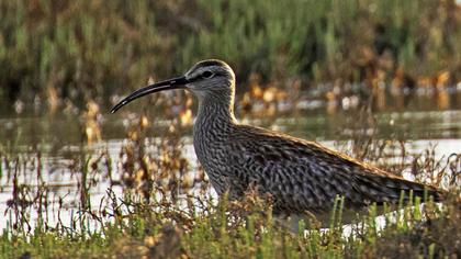 Sürmeli kervançulluğu