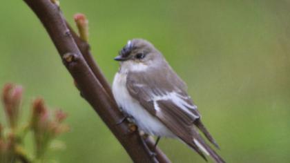 European Pied Flycatcher