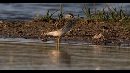 Orman düdükçünü