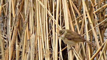Büyük kamışçın