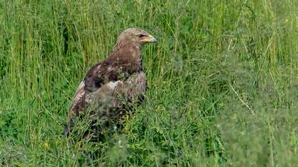 Küçük orman kartalı
