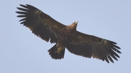 Küçük orman kartalı