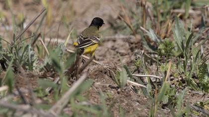 Sarı kuyruksallayan