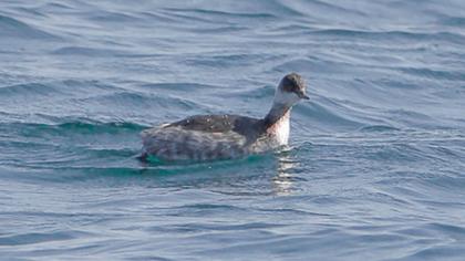Karaboyunlu batağan