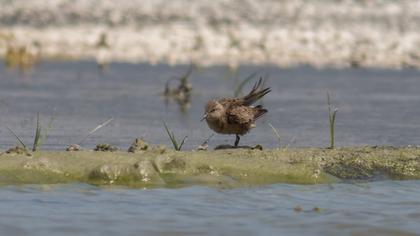 Sarıbacaklı kumkuşu