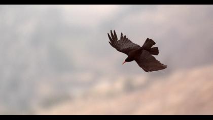 Kırmızıgagalı dağ kargası