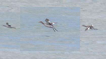 Kızılboyunlu batağan