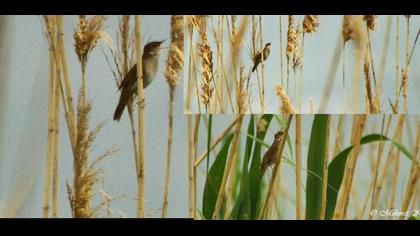 Bataklık kamışçını