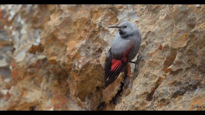 Duvar tırmaşıkkuşu