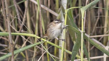 Bıyıklı kamışçın