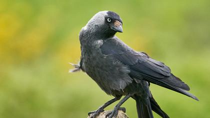 Western Jackdaw