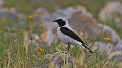 Karakulaklı kuyrukkakan