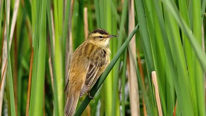 Kındıra kamışçını