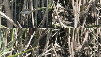 Kındıra kamışçını