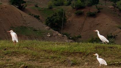 Sığır balıkçılı