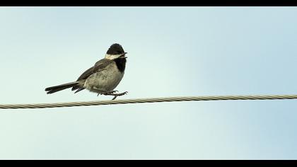 Akyanaklı baştankara