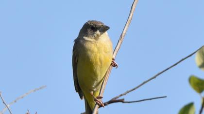 Karabaşlı kirazkuşu