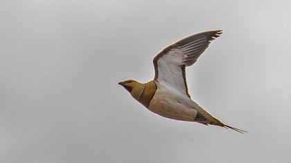 Kılkuyruk bağırtlak