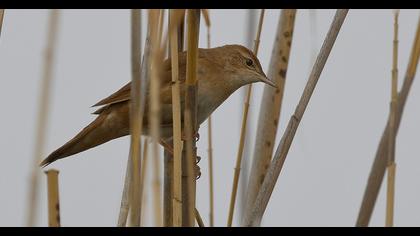 Bataklık kamışçını