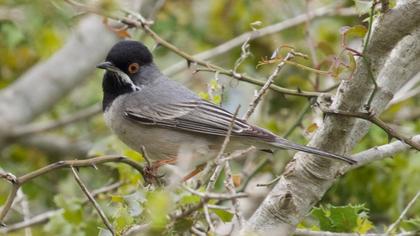 Karaboğazlı ötleğen