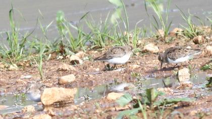 Sarıbacaklı kumkuşu