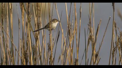 Dikkuyruklu ötleğen