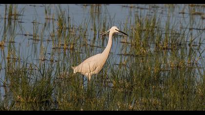 Küçük ak balıkçıl