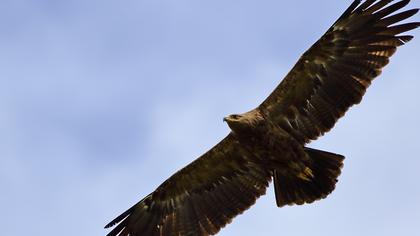 Küçük orman kartalı