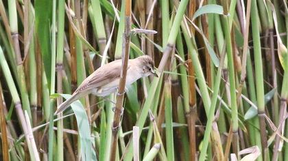 Büyük kamışçın